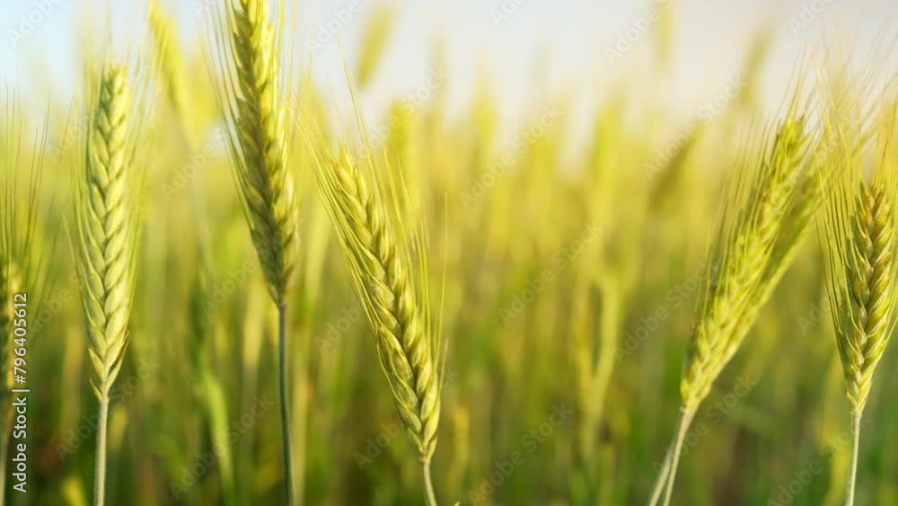 Green wheat field. Agricultural field landscape of green wheat ears close up at sunset glow, stock footage video 4k Green wheat field. Agricultural field landscape of green wheat ears close up at sunset glow, stock footage video 4k
