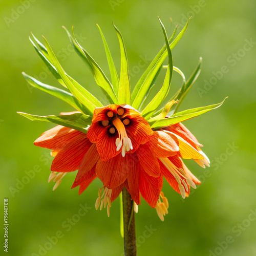 Beautiful orange flowers of the Imperial Fritillary, Fritillaria imperialis (also known as crown imperial and Kaiser's crown) blooming during spring