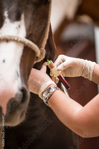 Vet doing blood test on a horse photo