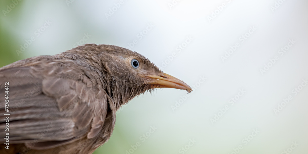 Fototapeta premium Babbler 
