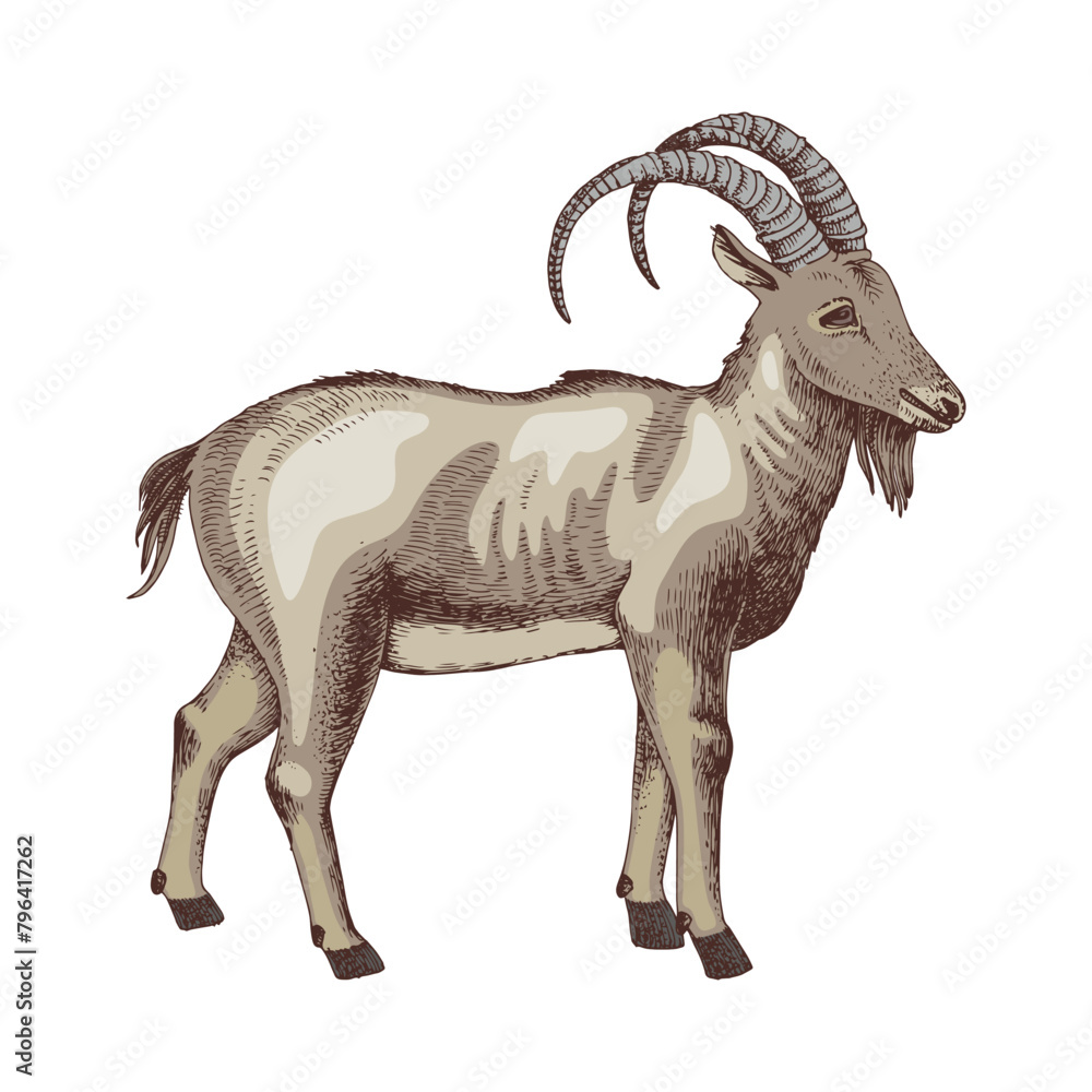 Obraz premium Pyrenean Ibex extinct animal sketch