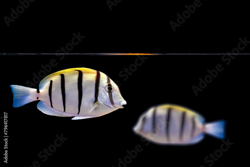 Acanthurus triostegus. Convict Tang. Convict surgeonfish. Black background. Isolated fish. photo