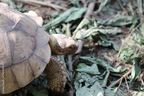 African Sulcata Tortoise Natural Habitat,Close up African spurred tortoise resting in the garden, Slow life ,Africa spurred tortoise sunbathe on ground with his protective shell ,Beautiful Tortoise