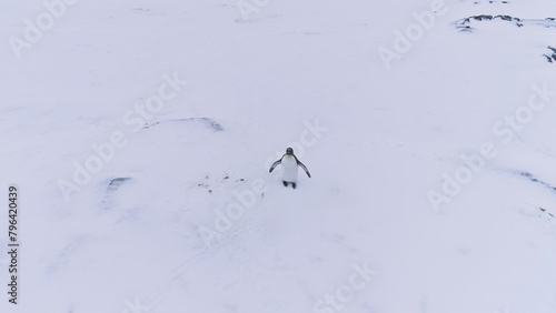 Lone King Penguin Wave Wing Antarctica Aerial View. Antarctic Polar Wildlife Habitat Eternal Frost Extreme Wild Nature Snow Landscape. Drone Top Overview