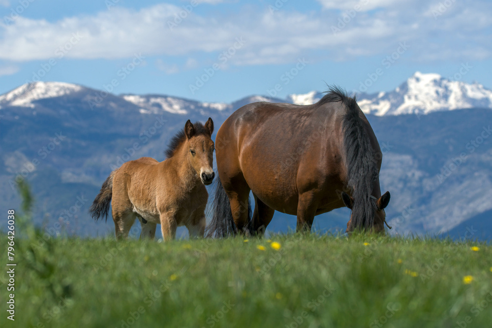 Fototapeta premium horses grazing in the mountains