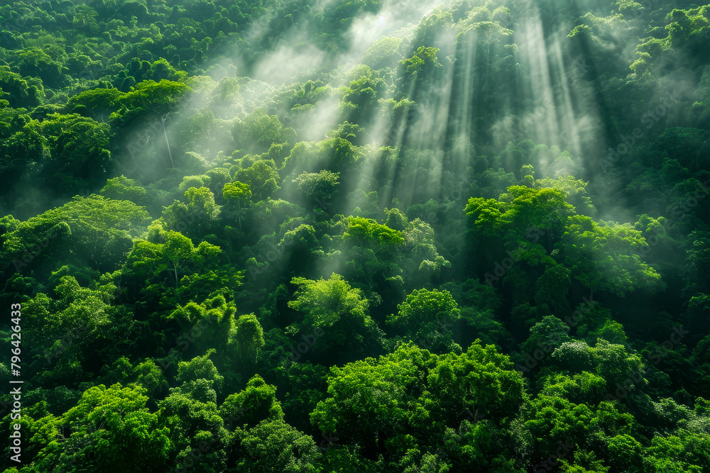 Lush green hillside with sunlight streaming through the trees.
