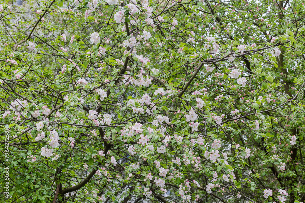 Background of branches of old blooming apple trees with flowers Background of branches of old blooming apple trees with flowers