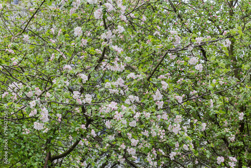 Background of branches of old blooming apple trees with flowers