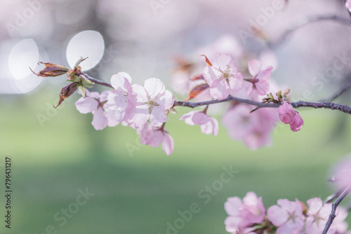 桜の花