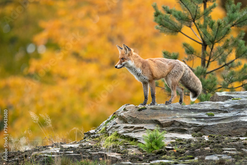 Red fox (Vulpes vulpes) is the largest of the true foxes and one of the most widely distributed members of the order Carnivora