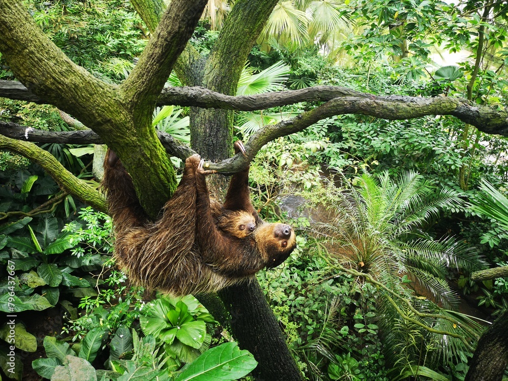 Fototapeta premium Faultier Mutter mit Baby