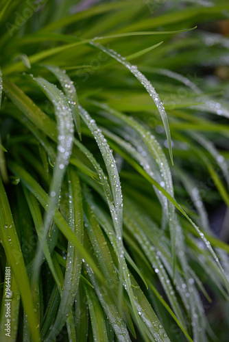 Morning dew on green grass