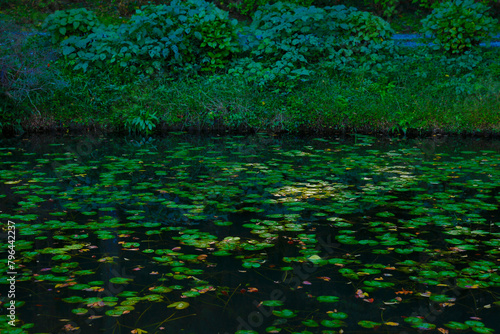 蓮の葉が広がる池