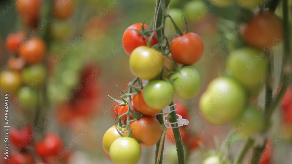 tomato plants grown inside a greenhouse tomato plants grown inside a greenhouse