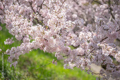 桜の花　春のイメージ