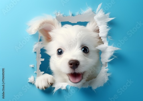 Banner with a puppy's head poking through a paper hole on a blue background, front view. Easter celebration concept with a cute puppy peeking out of a torn hole in a pastel colored wall