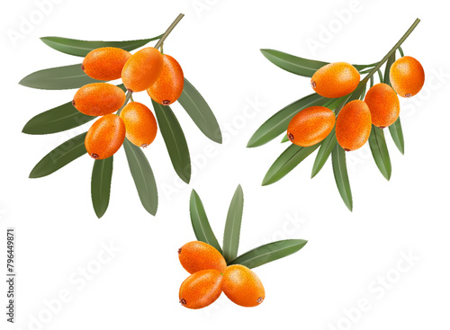 Sea buckthorn branches with orange berries and green leaves. vector illustration