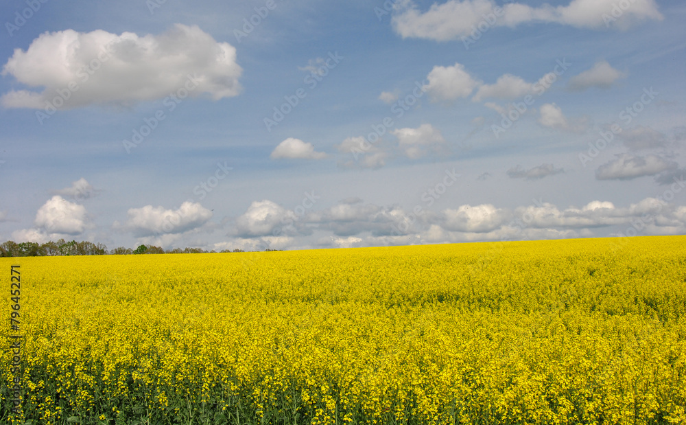 rapeseed field and sky. bright yellow field of blooming rapeseed and sky with clouds. beautiful landscape with a rapeseed field