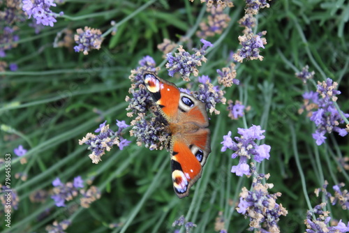 Motyl