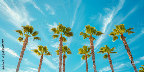 palm tree on blue sky background © Zaid