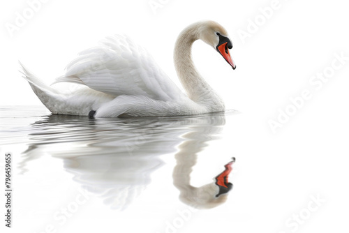 A swan gliding on water, isolated on a white background