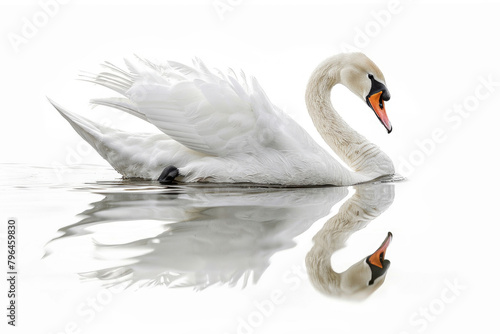 A swan gliding on water, isolated on a white background © Veniamin Kraskov