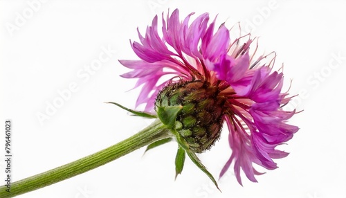 red knapweed flower with curved stem isolated on white or transparent background photo