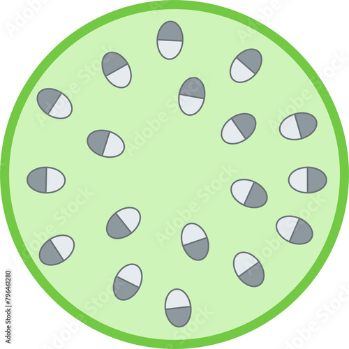 Internal structure of monocot stem.