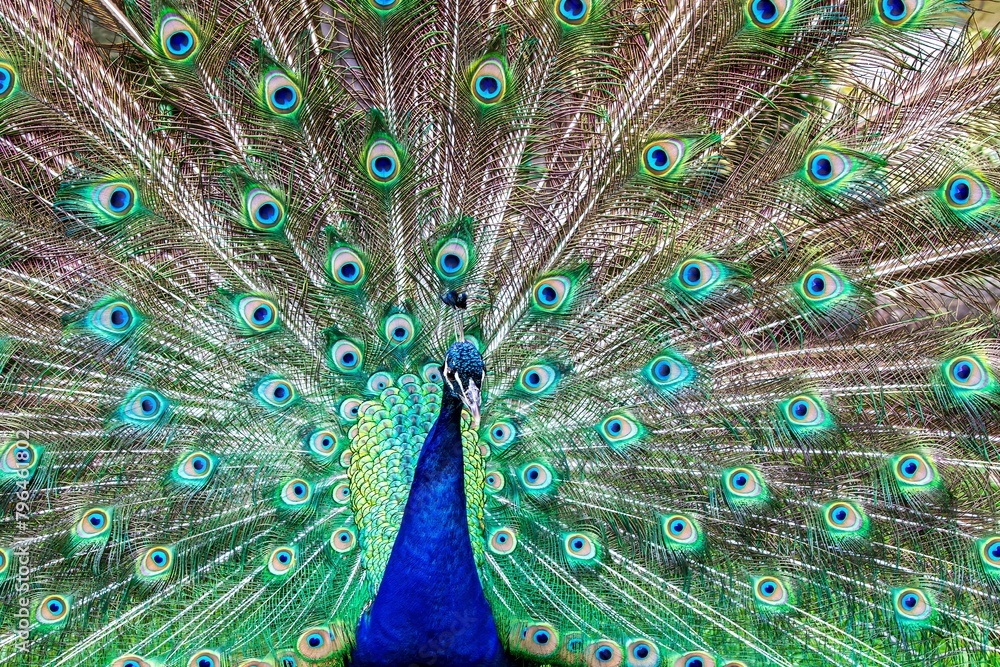 Fototapeta premium Peacock
