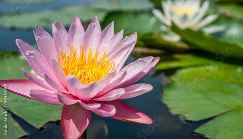pink lotus in full bloom on water perfect for vesak holiday themes tranquility content and floral designs copy space background