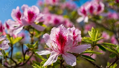 pink royal azalea blossoms on hwangmaesan hd background wallpaper desktop wallpaper photo