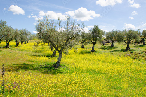 Castilla countryside with olive trees during spring, yellow flowers, sun, blue sky