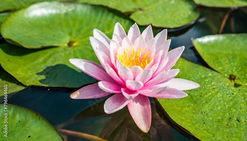 pink lotus in full bloom on water perfect for vesak holiday themes tranquility content and floral designs copy space background