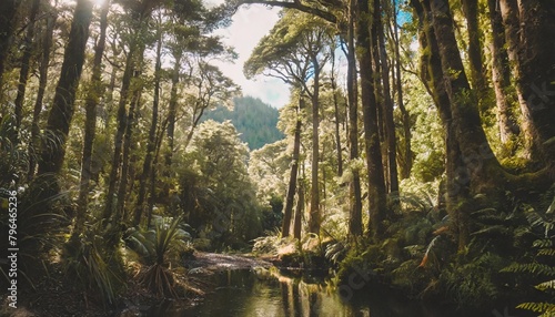new zealand forest