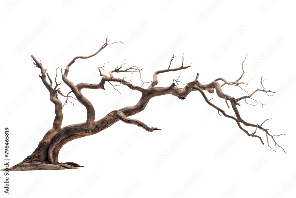 The Forgotten Sentinel of Seasons Passed. On a White or Clear Surface PNG Transparent Background. The Forgotten Sentinel of Seasons Passed. On a White or Clear Surface PNG Transparent Background.