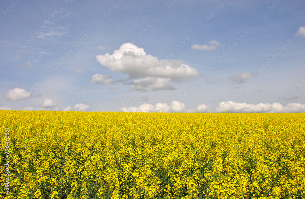 bright yellow field of blooming rapeseed and sky with clouds. beautiful landscape with a rapeseed field bright yellow field of blooming rapeseed and sky with clouds. beautiful landscape with a rapeseed field