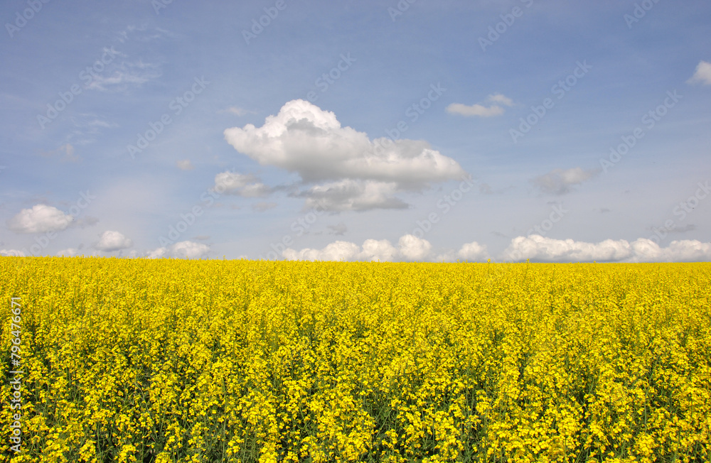 bright yellow field of blooming rapeseed and sky with clouds. beautiful landscape with a rapeseed field