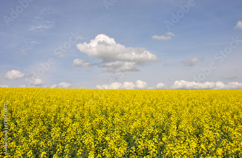 Fototapeta Naklejka Na Ścianę i Meble -  bright yellow field of blooming rapeseed and sky with clouds. beautiful landscape with a rapeseed field