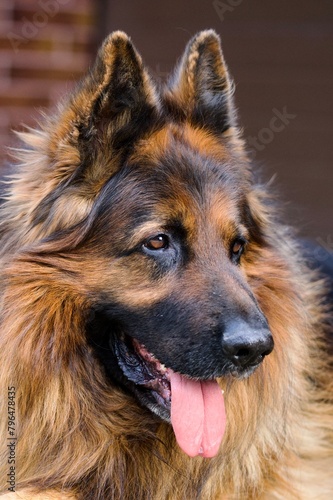 german shepherd portrait