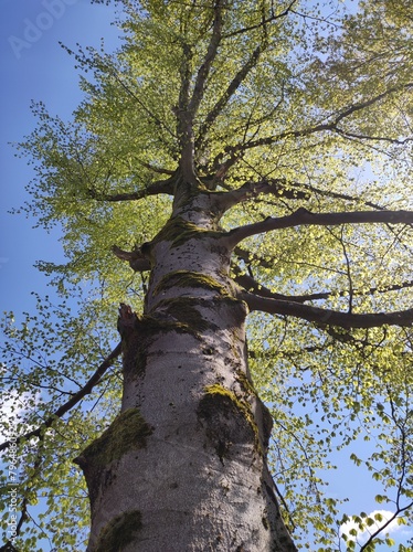 Sehr alter Baum im Frühling mit frischem Blattgrün