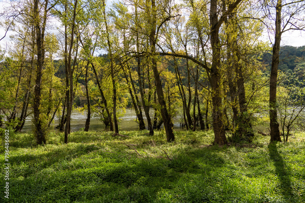 Fototapeta premium Auwälder am Rhein bei Ehrenthal (Sankt Goarshausen) April 2024