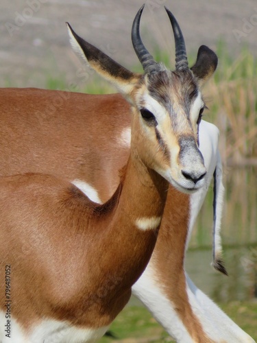 Antilope