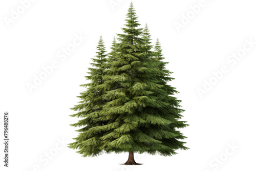 Majestic Pine Reaching for the Sky. On a White or Clear Surface PNG Transparent Background.