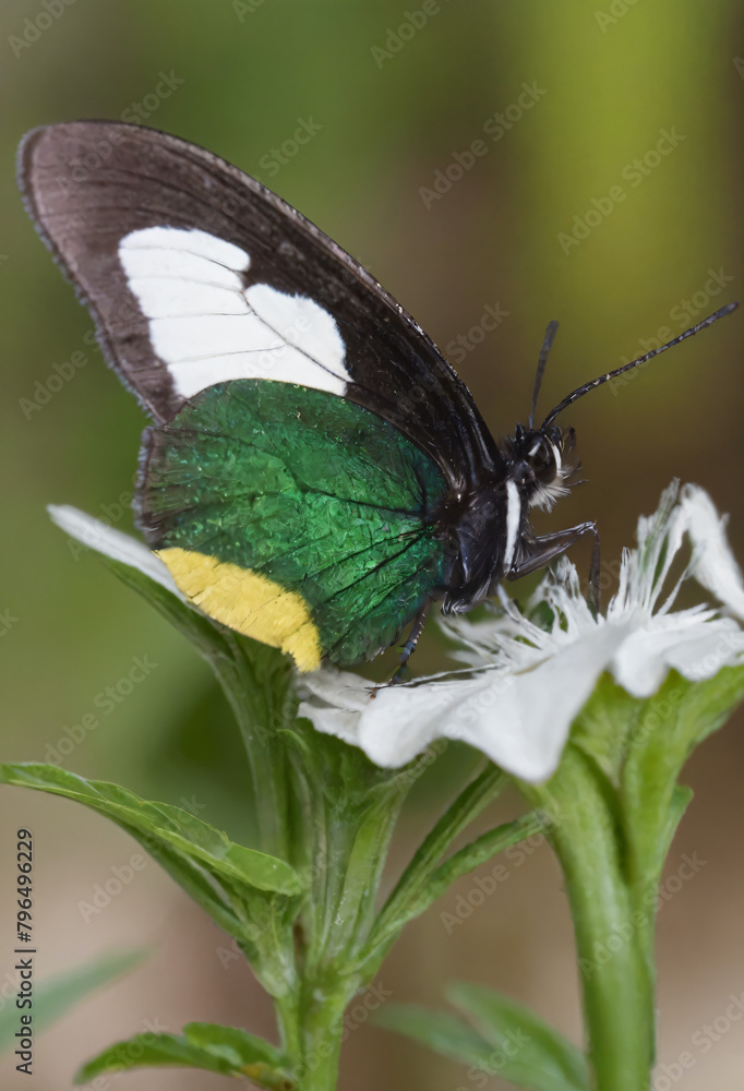 Butterfly with green, white and yellow wings. Flying insect with antennae on a flower. Nature, entomology, animal created with artificial intelligence. Butterfly with green, white and yellow wings. Flying insect with antennae on a flower. Nature, entomology, animal created with artificial intelligence.