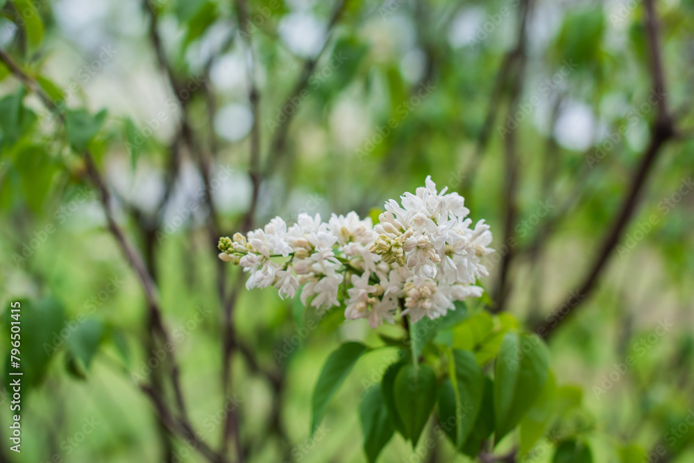Close up image of lilac in garden, gardening and plants concept Close up image of lilac in garden, gardening and plants concept