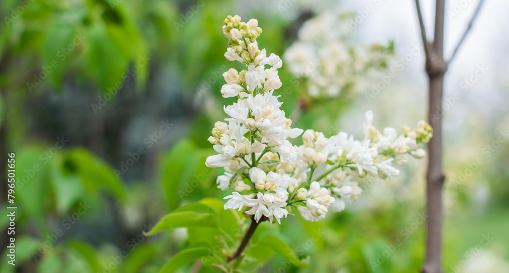 Close up image of lilac in garden, gardening and plants concept Close up image of lilac in garden, gardening and plants concept
