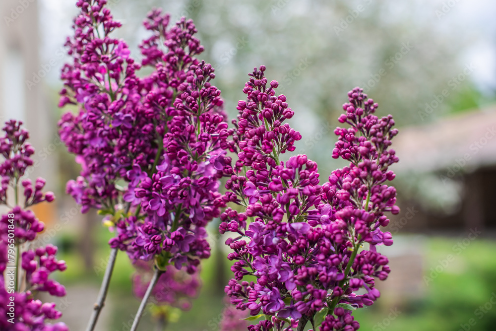 Close up image of lilac in garden, gardening and plants concept Close up image of lilac in garden, gardening and plants concept