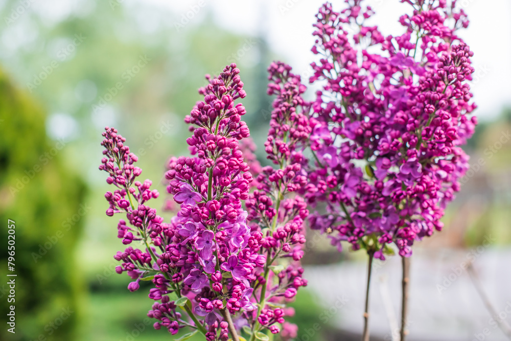 Obraz premium Close up image of lilac in garden, gardening and plants concept