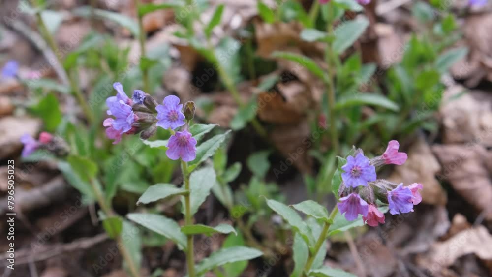 Pulmonaria blooms in different shades of purple in one inflorescence. First spring flowers. Close-up. Pulmonaria blooms in different shades of purple in one inflorescence. First spring flowers. Close-up.