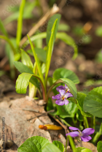 Viola odorata, of the family Violaceae. Samara region, Central Russia.